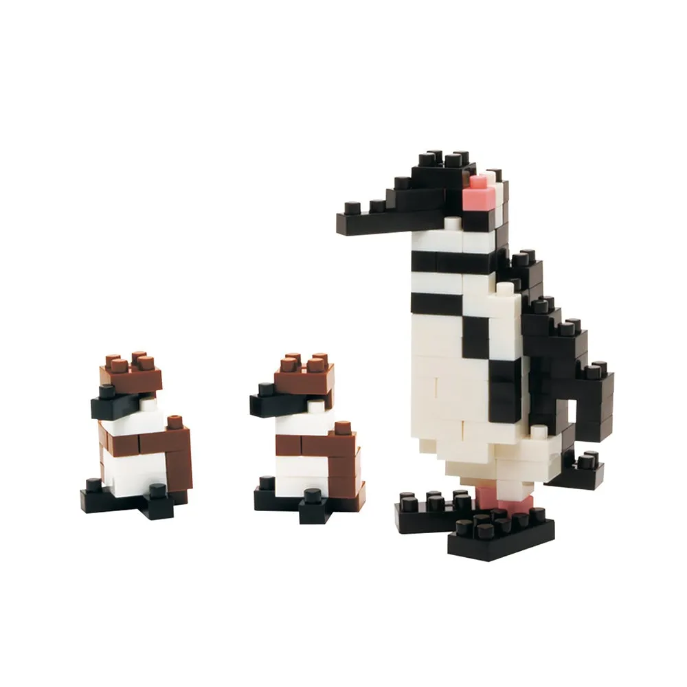 Magellanic Penguin — view 1