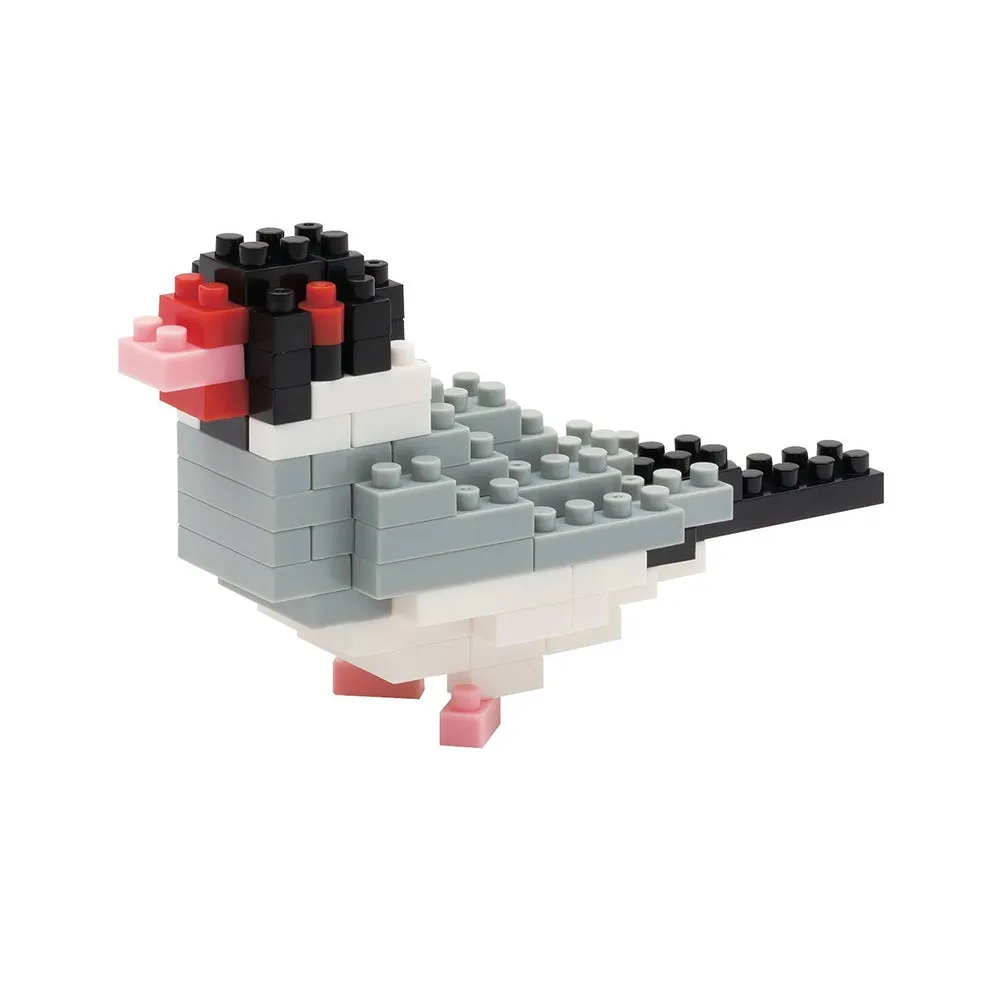 Java Sparrow — view 1
