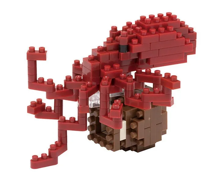 Common Octopus — view 1