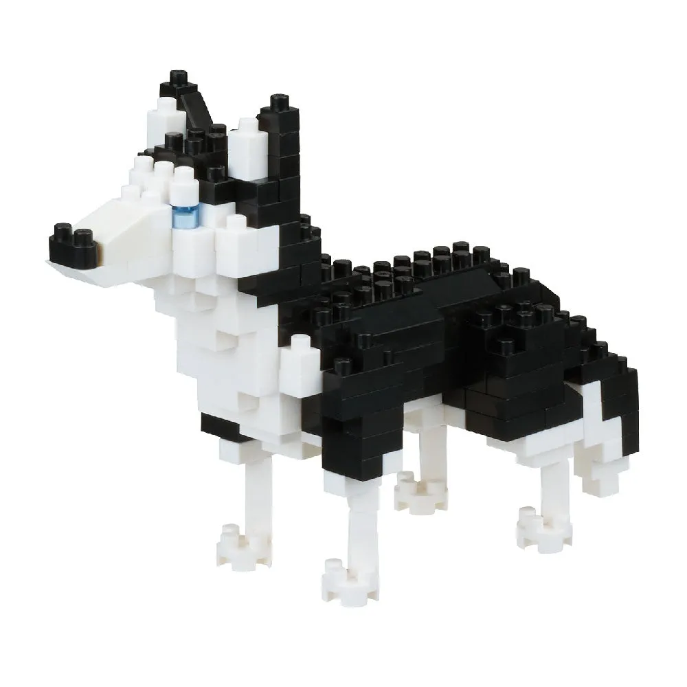 Siberian Husky — view 1
