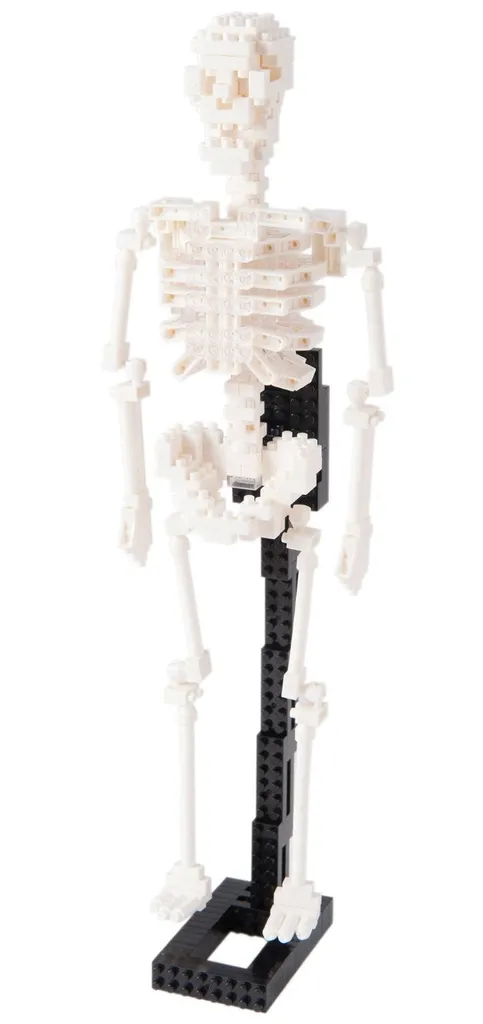 Human Skeleton — view 1
